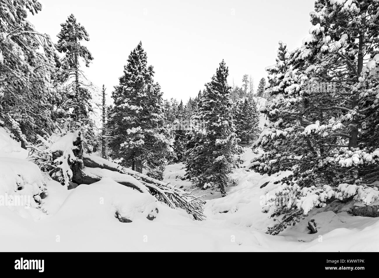Snowy forest in pyrenees Stock Photo