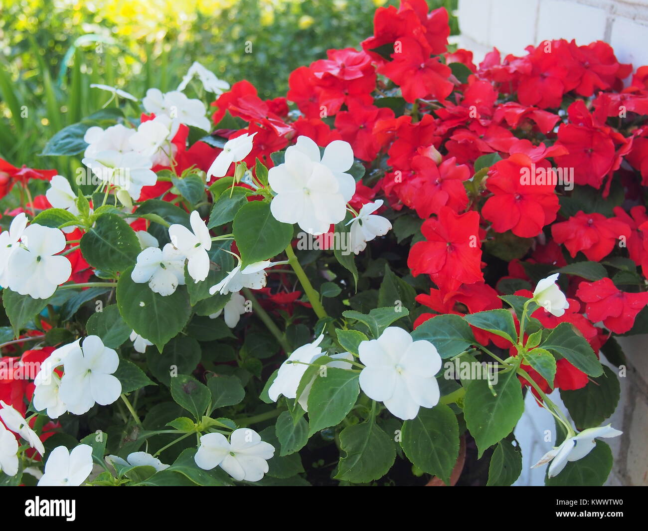 Buds of red and white Impatiens. Bloom. In the garden. Closeup Stock