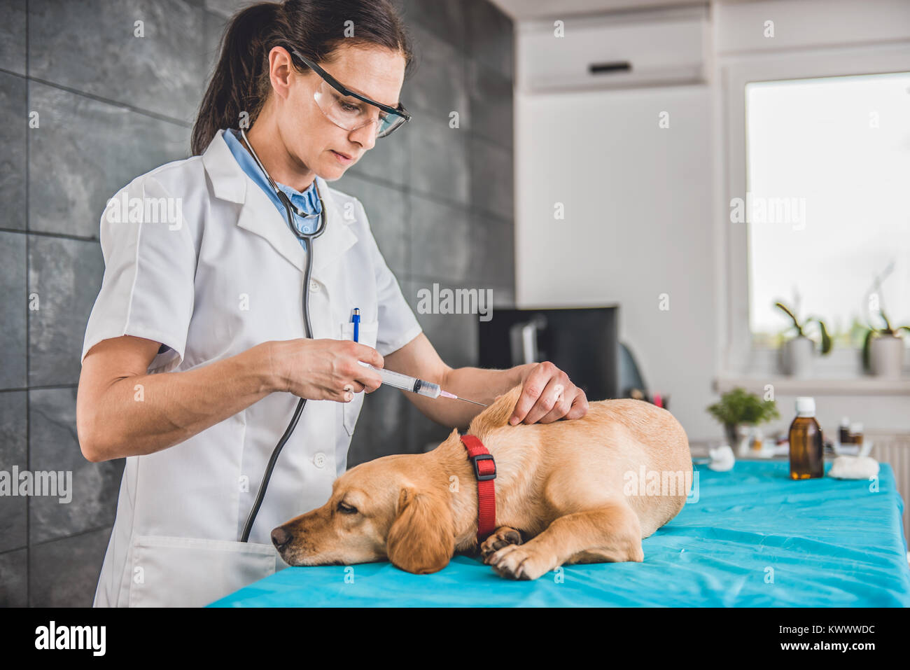 Veterinarian female doctor giving a dog a vaccine shot Stock Photo