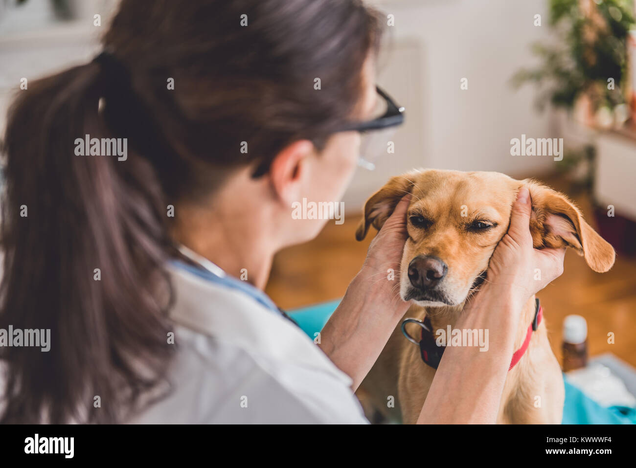 Young female veterinarian examining dog ears at the veterinarian clinic Stock Photo