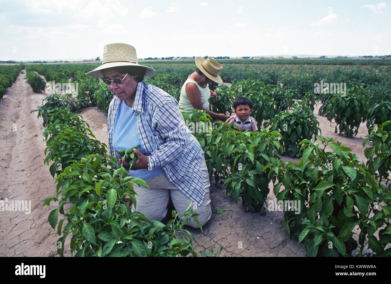 Illegal Mexican farm workers picking Hatch Green chile in the Hatch