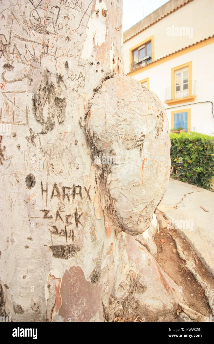 Sycamore tree with inscriptions in residential area in upper town of Ibiza Stock Photo