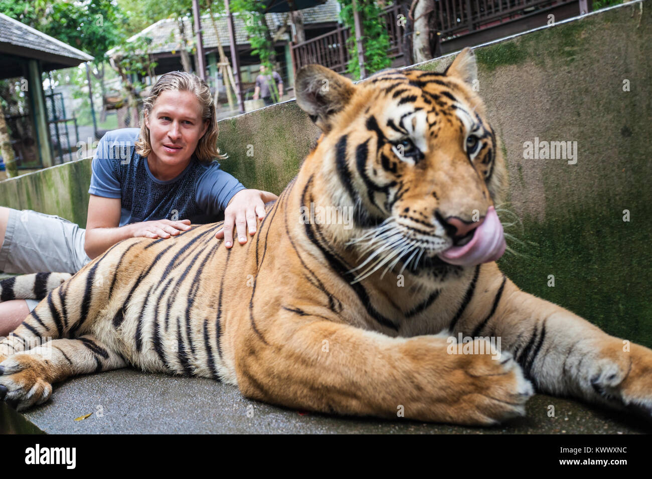 Young man hugging a big tiger in Thailand Stock Photo - Alamy