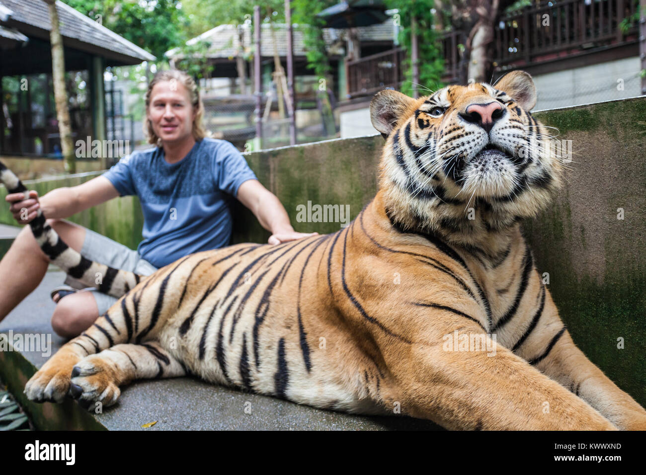 Man hugging tiger hires stock photography and images Alamy