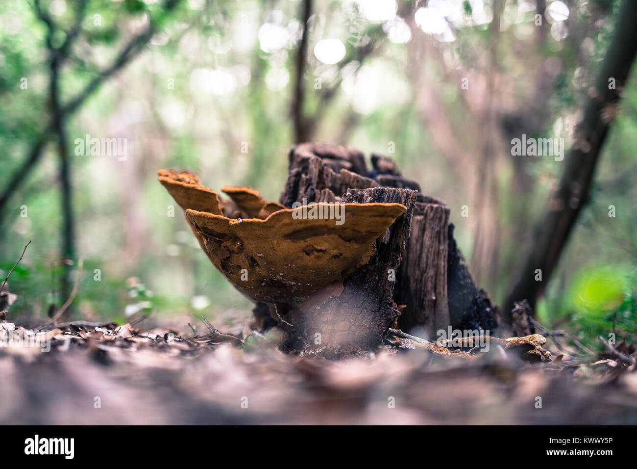 A huge mushroom on a death tree Stock Photo