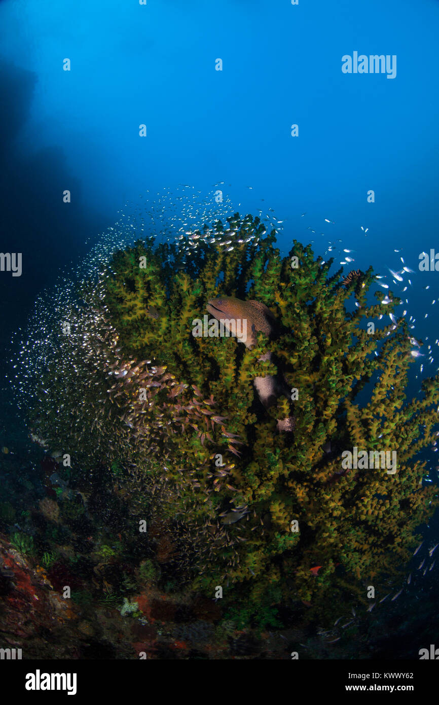 Giant Moray (Gymnothorax Javanicus) and Glassfish (Ambassidae) in a Black Sun Coral (Tubastrea Micrantha) Stock Photo