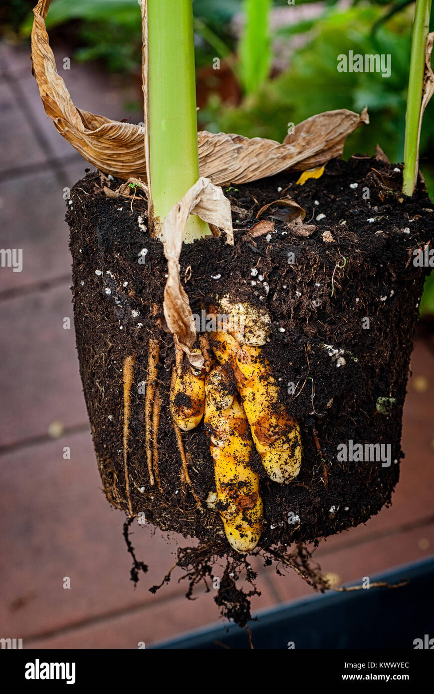 Native turmeric hi-res stock photography and images - Alamy