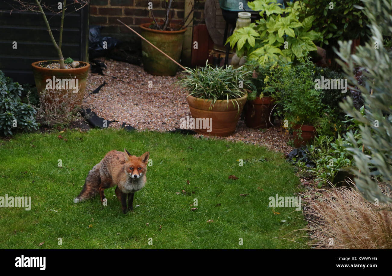 An Urban fox scavenging for food in a domestic garden in Brighton Stock Photo