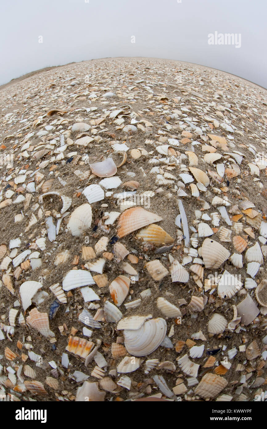 Muschelschalen am Strand, Spülsaum, Schale, Muschelschale, Schill, Muschelschill, Herzmuscheln und Scheidenmuscheln und andere Arten, Wattenmeer, Nord Stock Photo