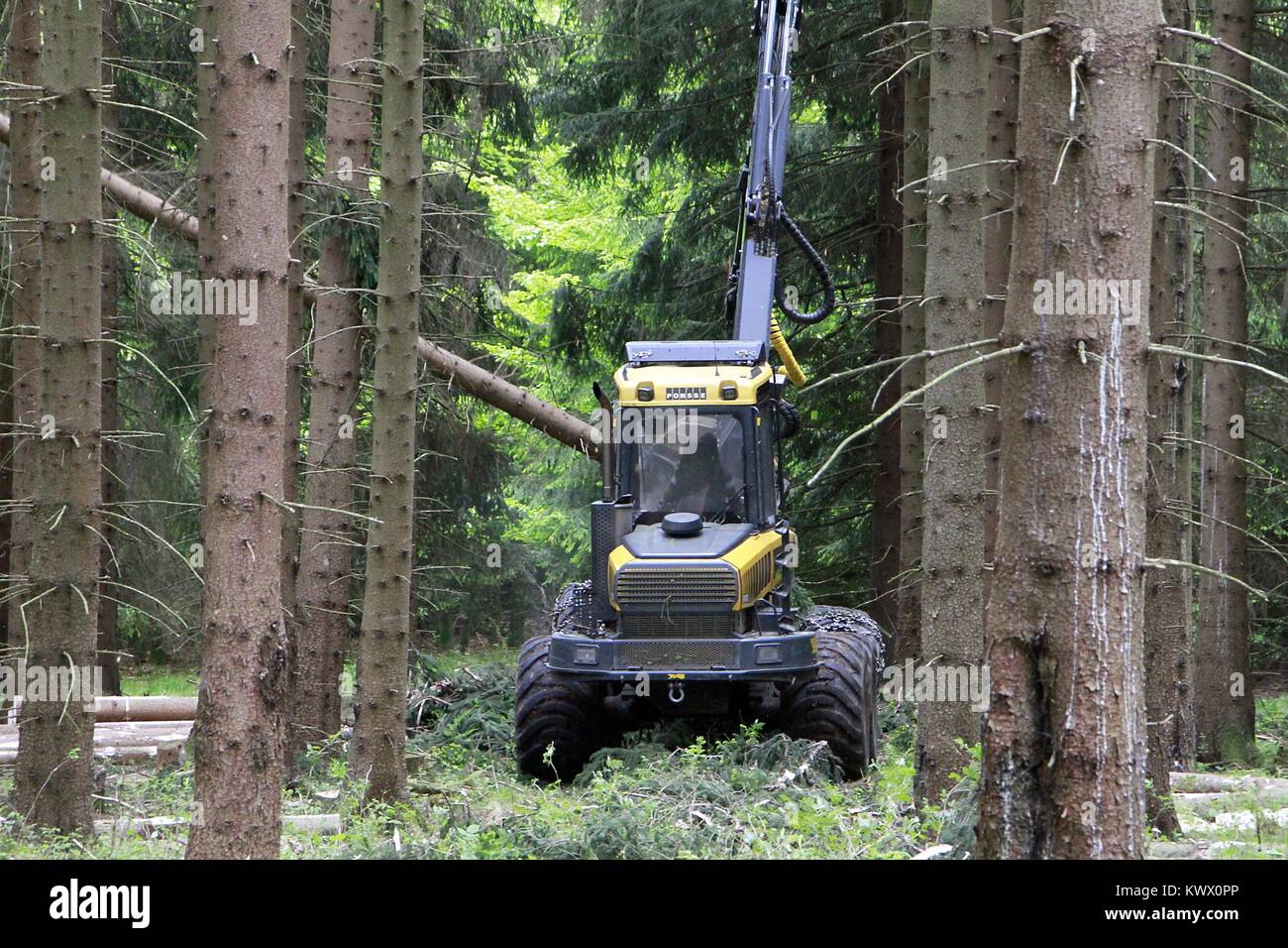 Logging in spruce forest with wood harvesting machines. These machines ...