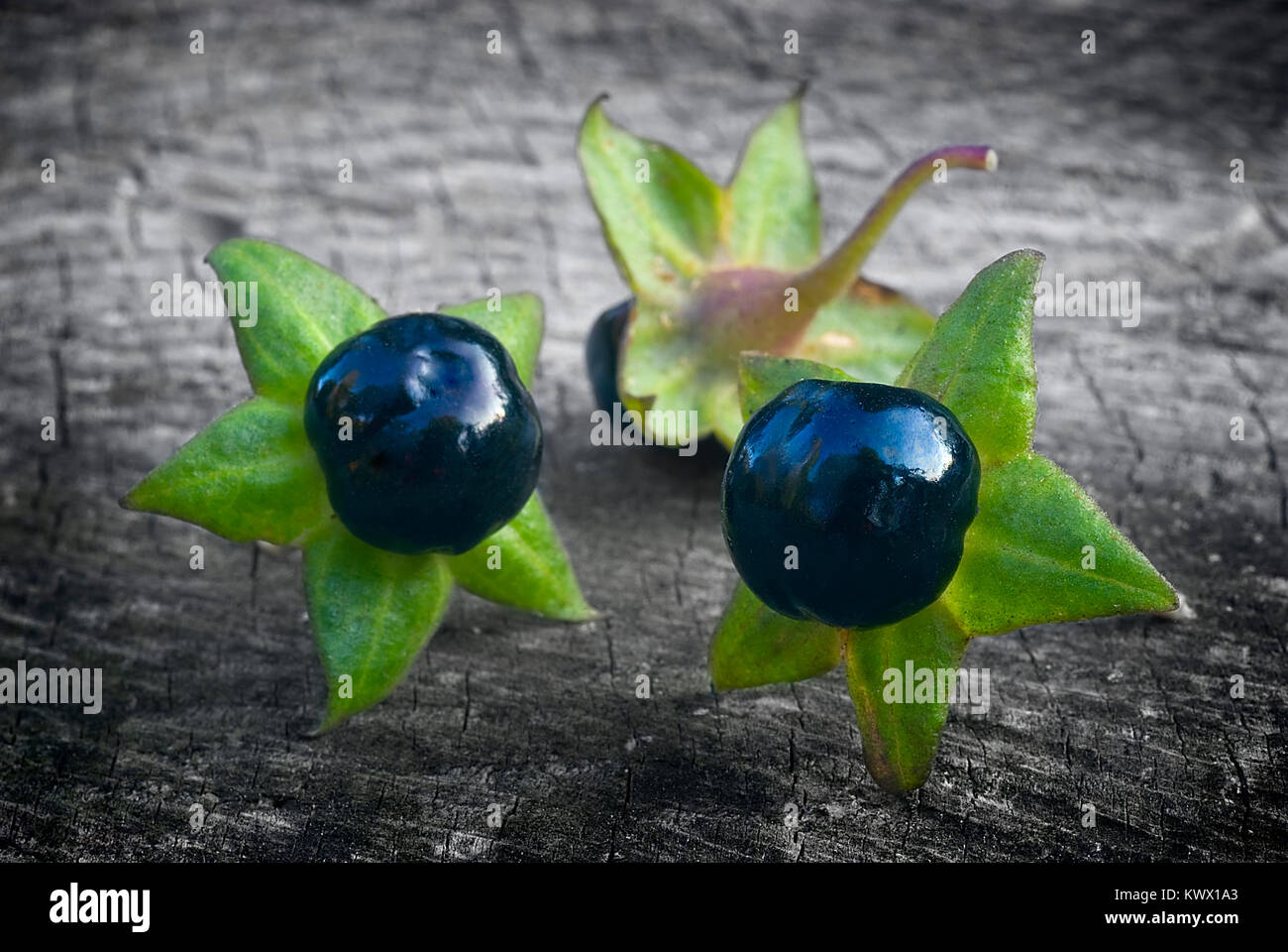Deadly Nightshade (Atropa belladonna), berries on wooden table Stock Photo