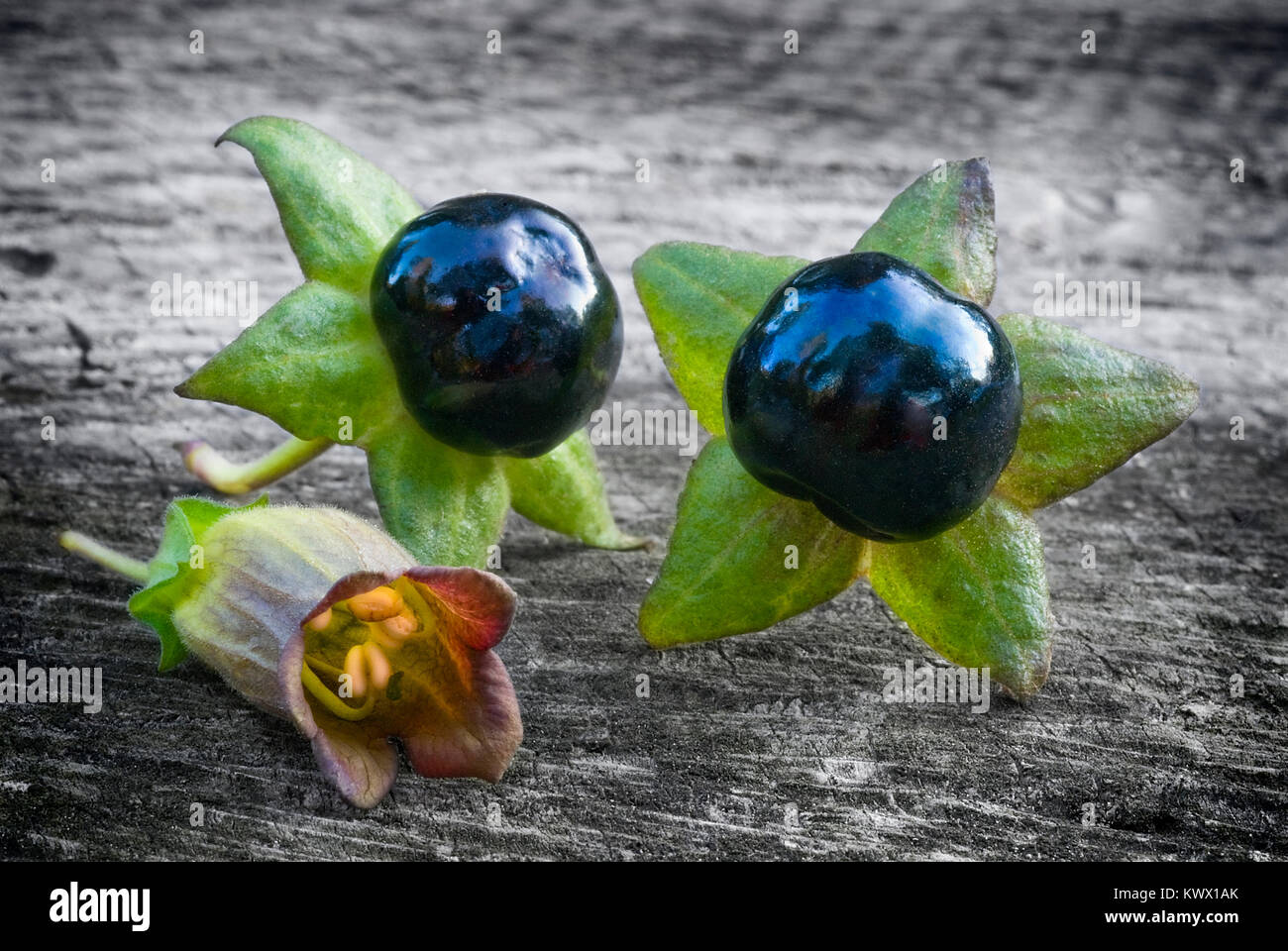 Deadly Nightshade (Atropa belladonna), berries  and flower on wooden table Stock Photo