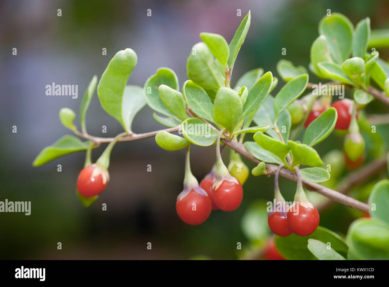 Branch with berries of Chinese boxthorn, wolfberry, or Chinese Goji (Lycium chinense) Stock Photo
