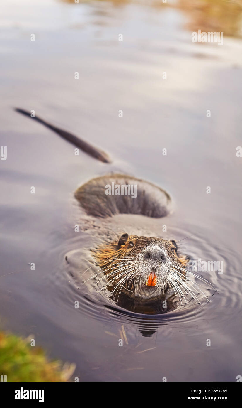 Eurasian beaver or nutria swimming in water Stock Photo