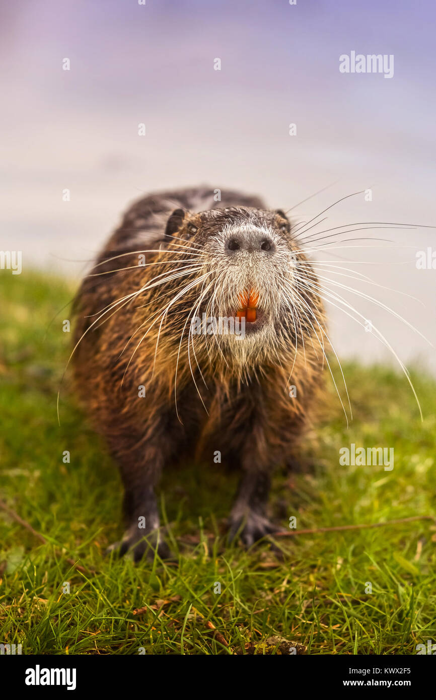 Eurasian beaver on grass looking at camera Stock Photo