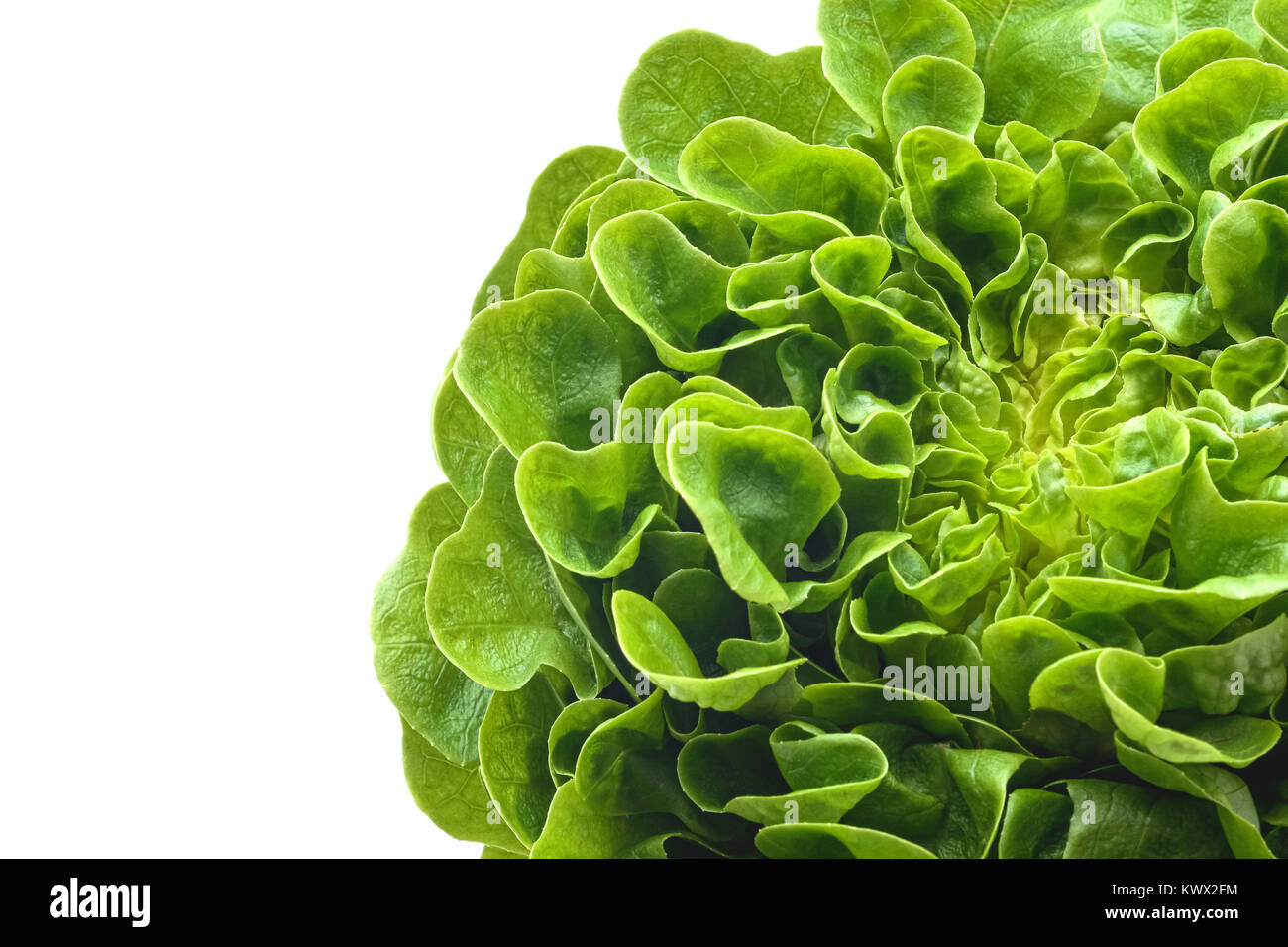 raw lamb salad head studio isolated Stock Photo