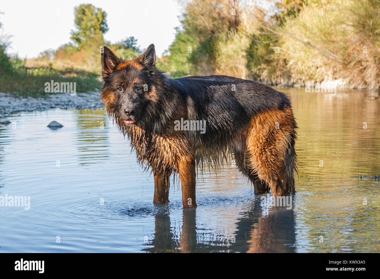 Intelligent dog face hi-res stock photography and images - Page 15 - Alamy