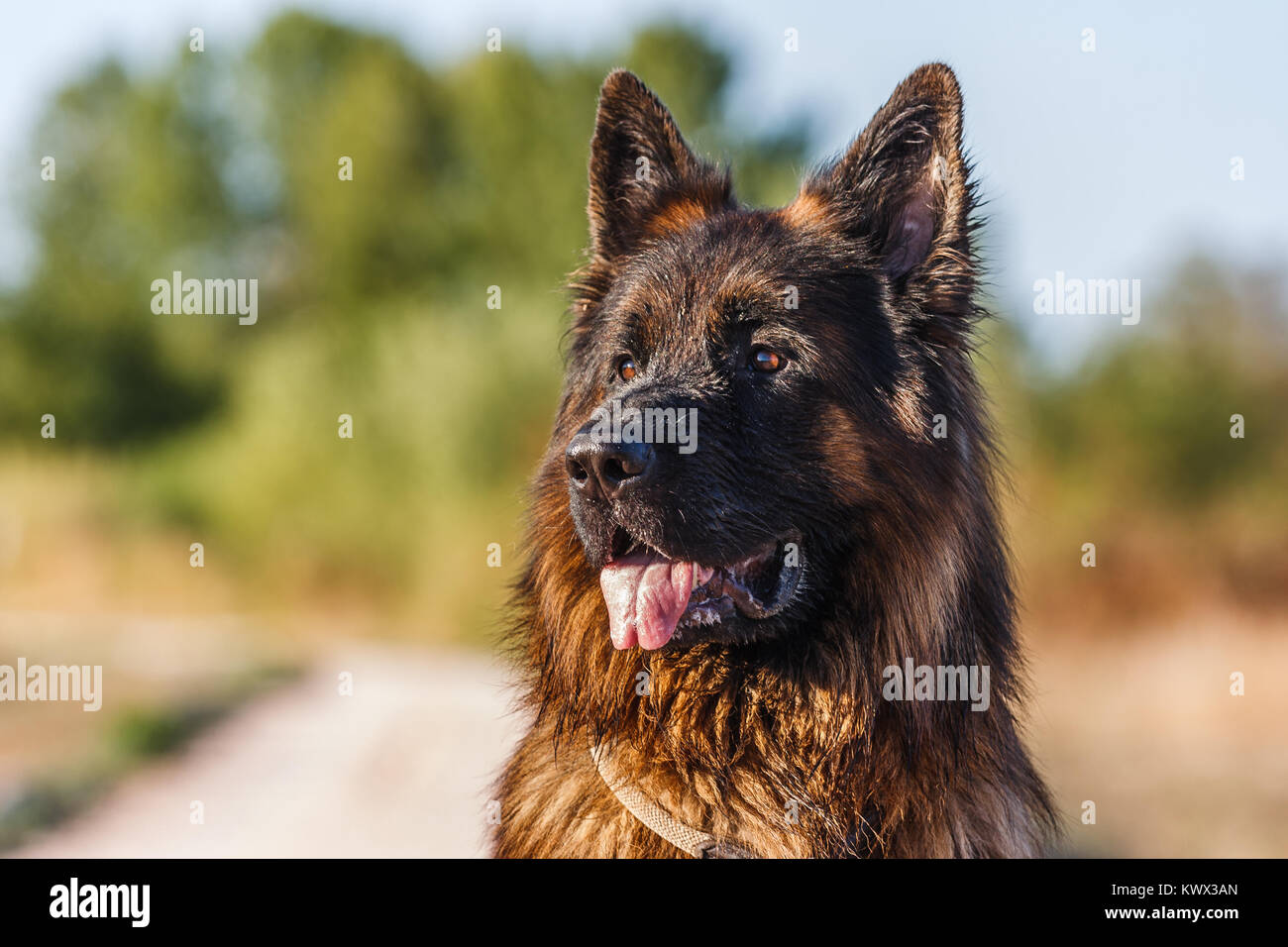 Furry german shepherd hi-res stock photography and images - Page 4 - Alamy