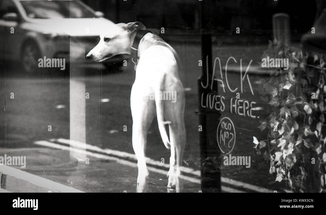 Dog in window, 13th Note, Glasgow, Scotland Stock Photo