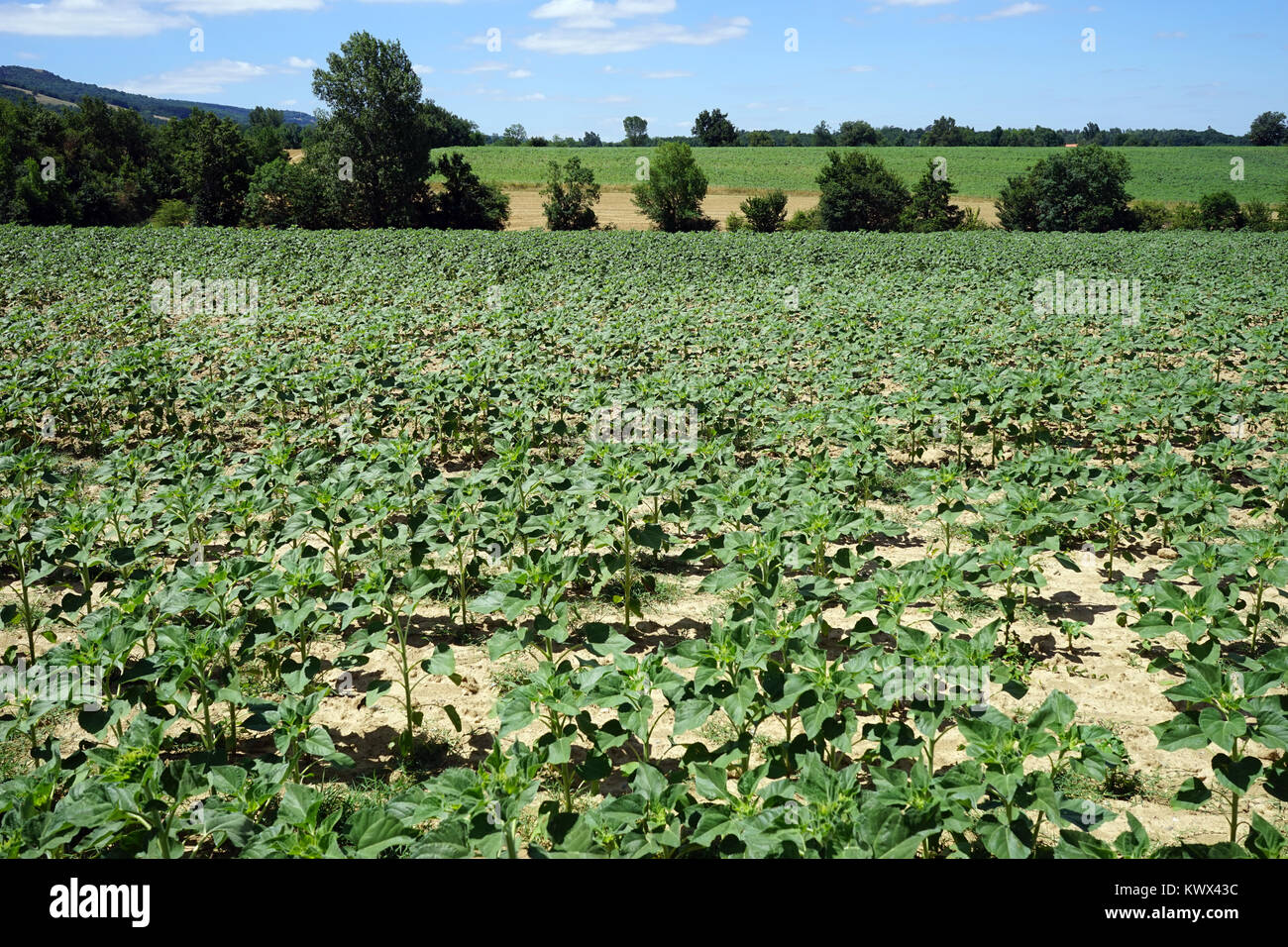 Soybean field in France Stock Photo Alamy