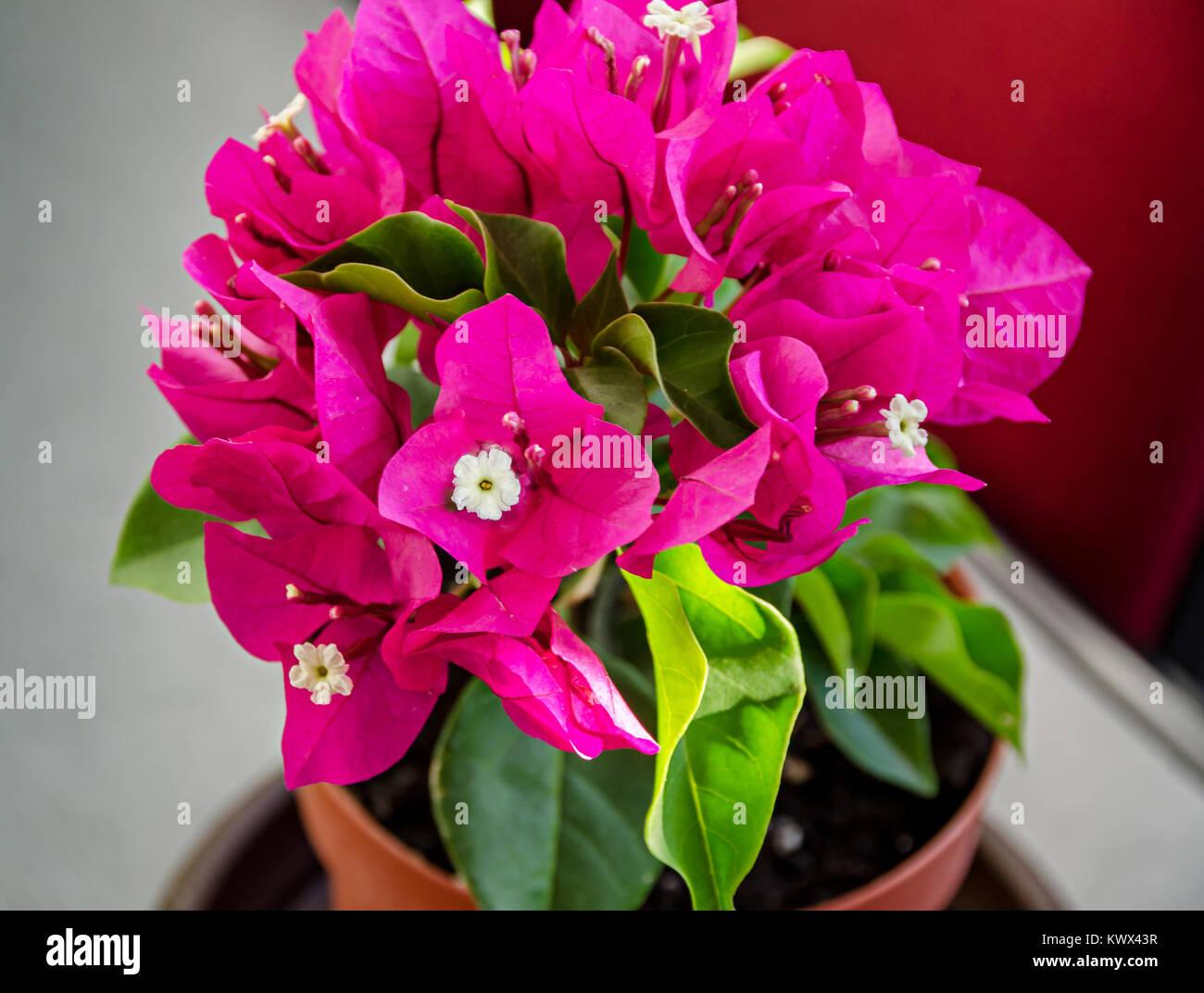Bougainvillea pink ornamental flowers, paper flower branch with green leafs in a pot. Stock Photo
