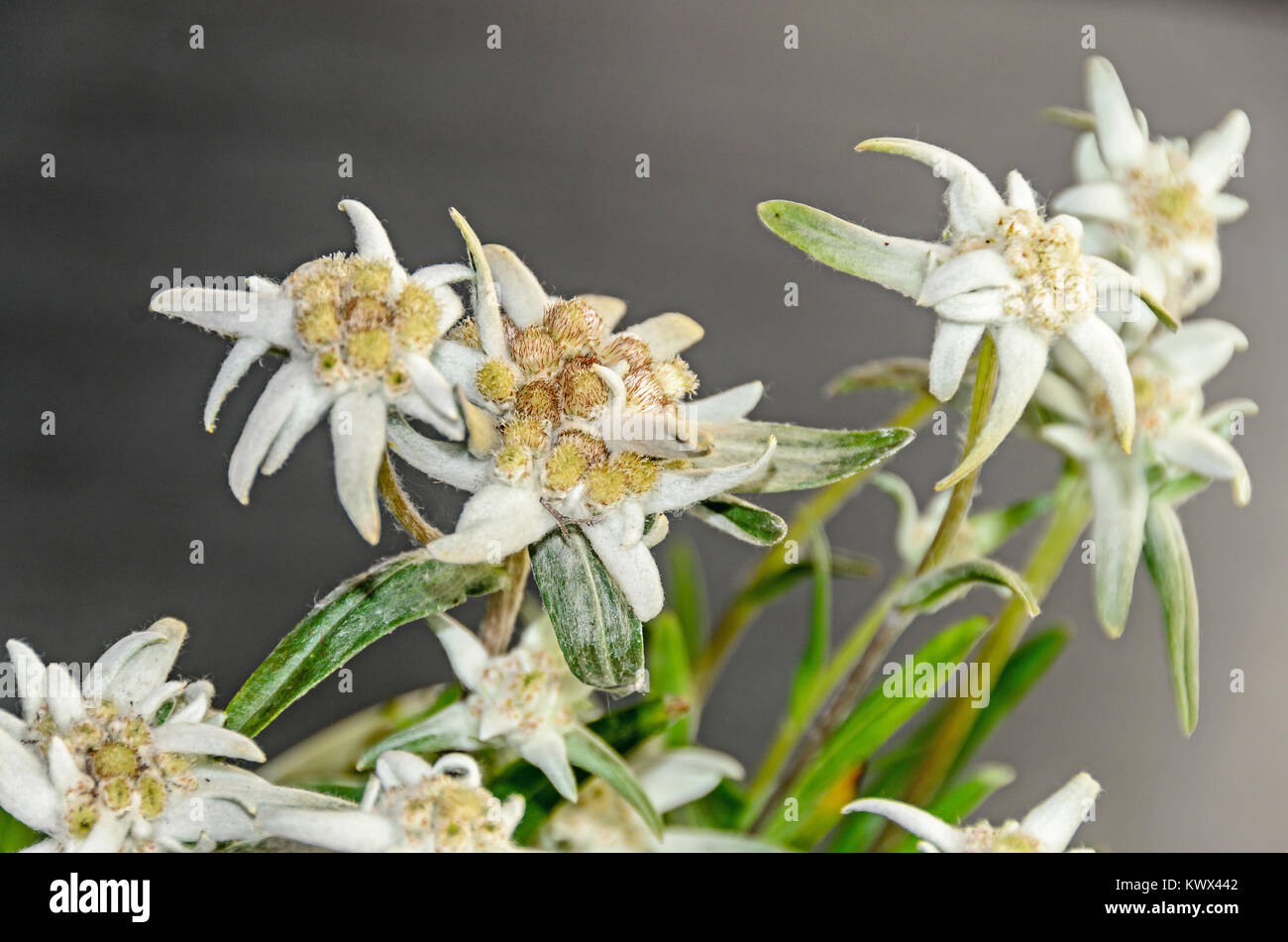 White Leontopodium nivale, edelweiss mountain flowers, close up. Stock Photo