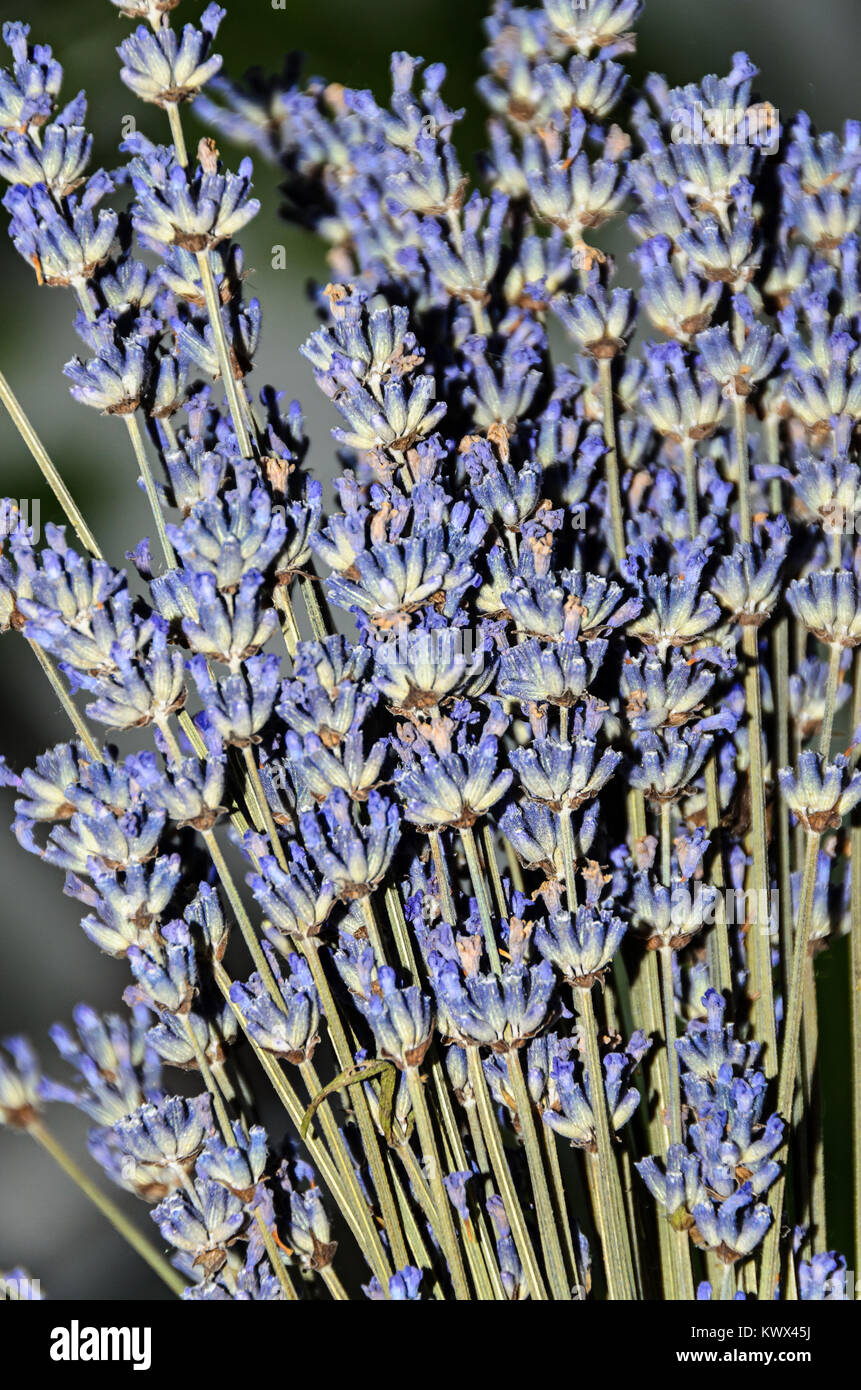 Mauve purple Lavandula angustifolia flowers, lavender, most commonly True Lavender or garden lavender, family Lamiaceae. Stock Photo
