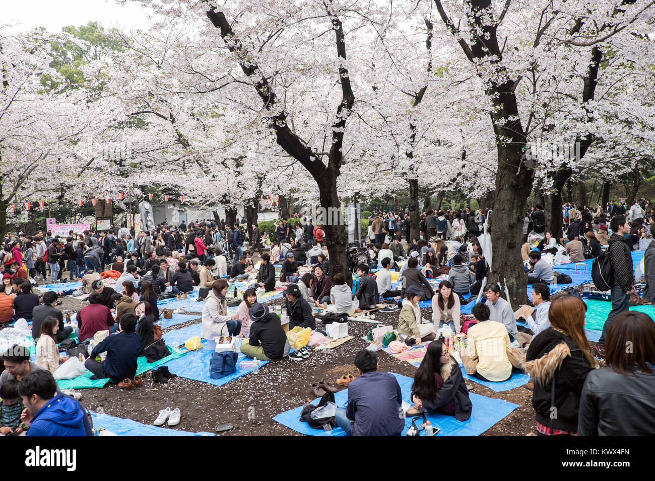 Japan, Tokyo: traditional picnic to celebrate the cherry trees blossoming  and the arrival of spring here in the Ueno park Stock Photo