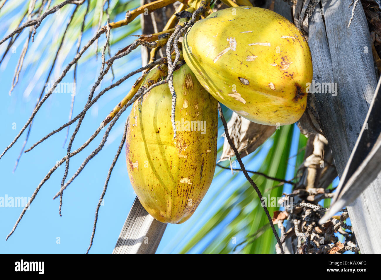 Closeup of fresh golden coconut fruit on coconut palm tree. Blue sky background. Stock Photo