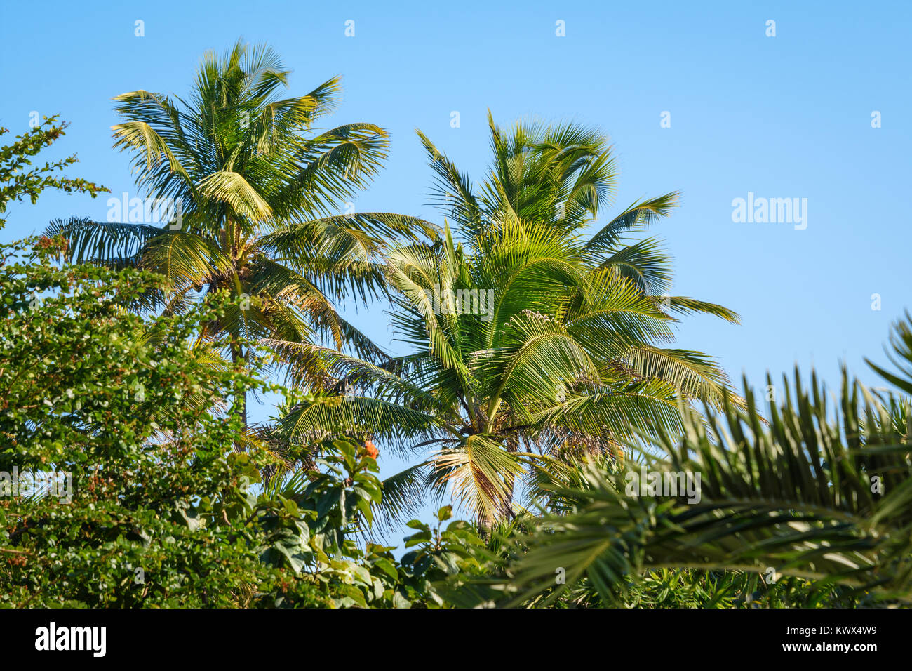 Palm trees in a tropical garden. Blue sky background Stock Photo - Alamy