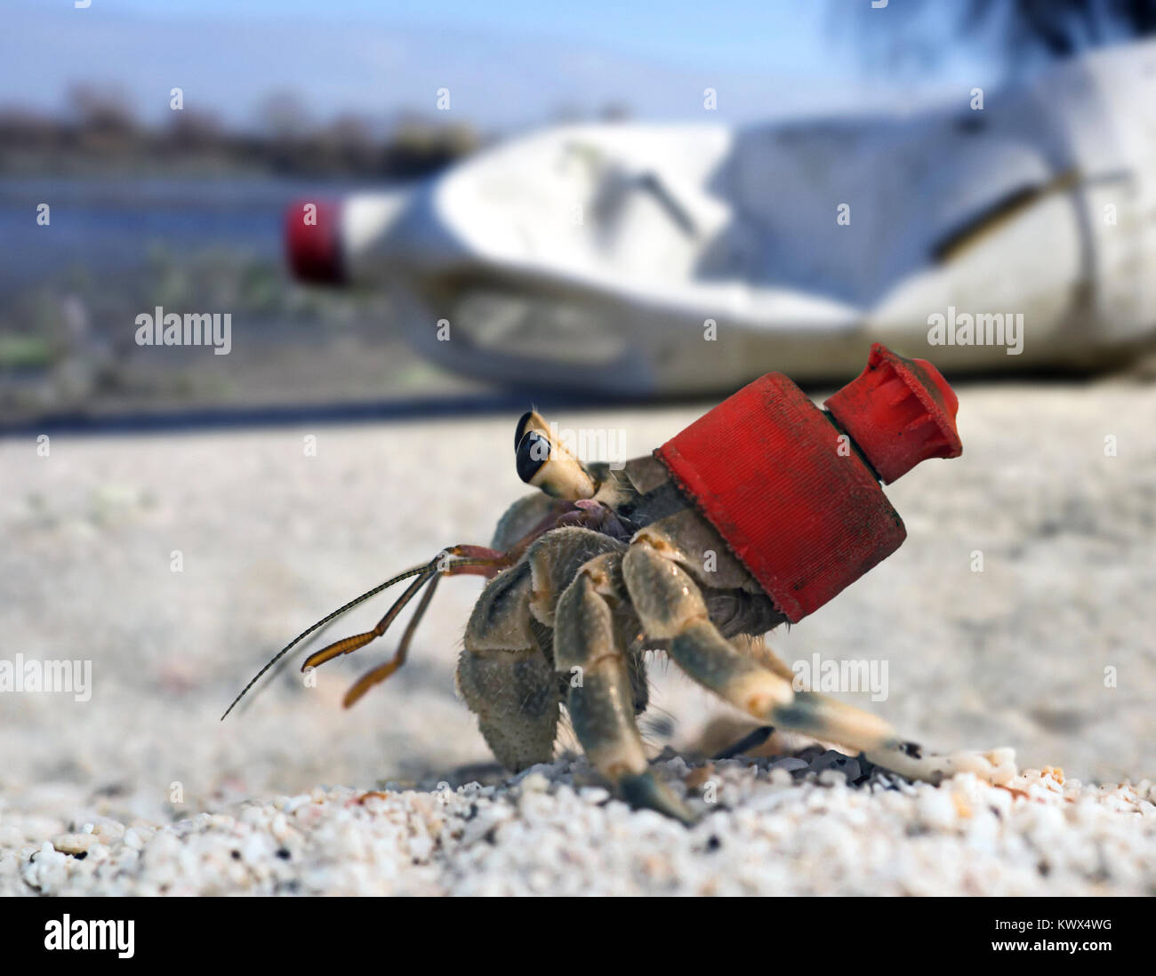 Image result for crab with plastic shell