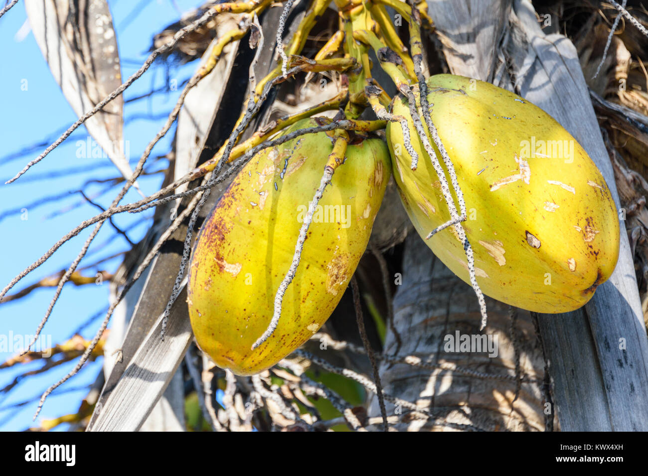 Closeup of fresh golden coconut fruit on coconut palm tree. Blue sky background. Stock Photo