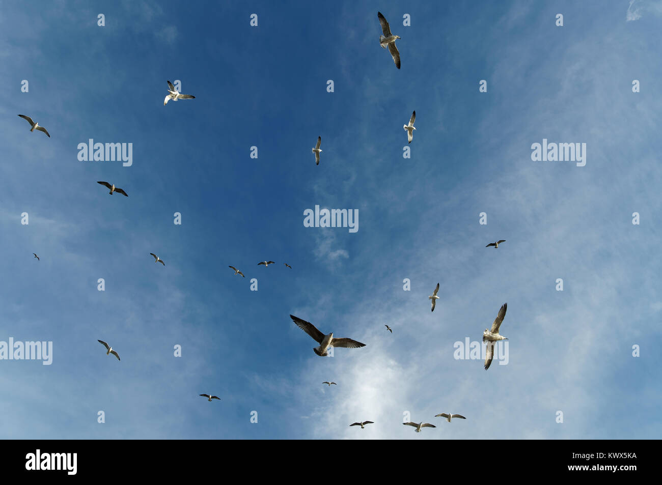 Seagulls soaring in a thermal column over the mediterranean sea Stock Photo