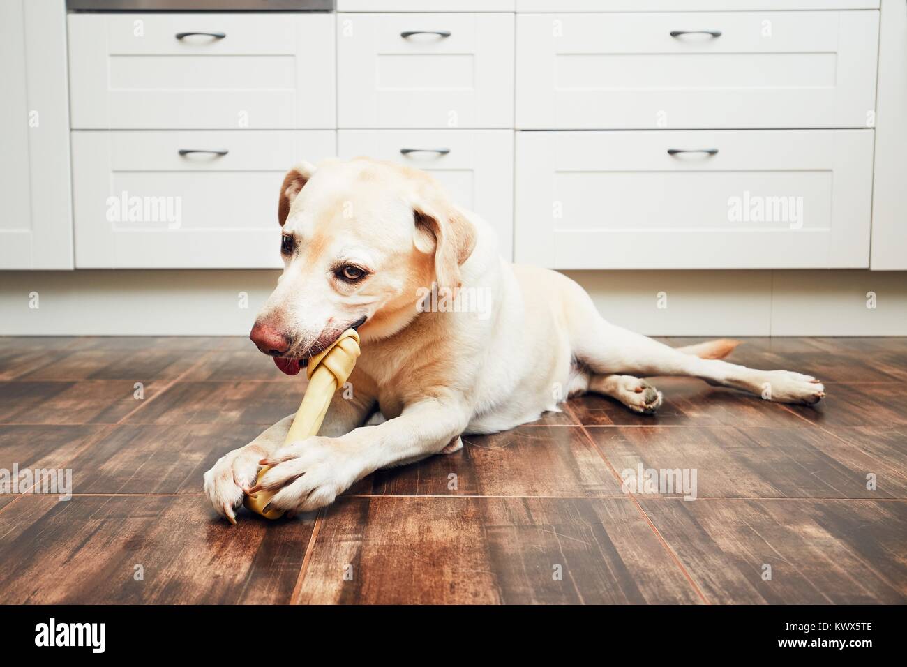 Dog with bone. Cheerful labrador retriever biting large bone for dental heath in the home kitchen. Stock Photo