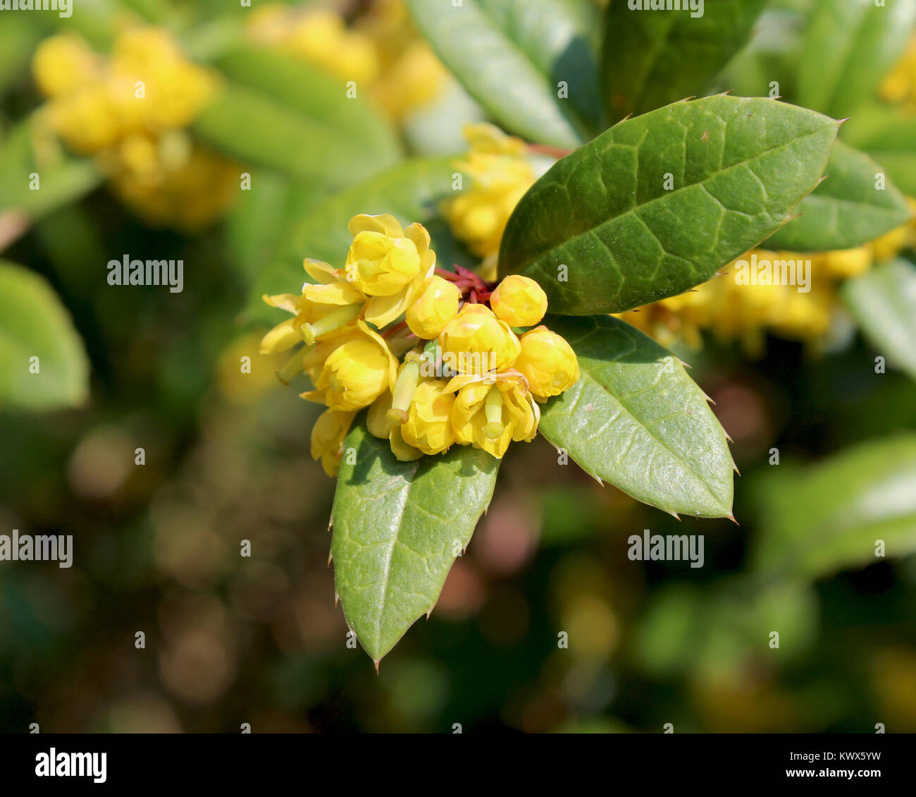 The bright yellow flowers of Berberis julianae also known as wintergreen barberry. Stock Photo