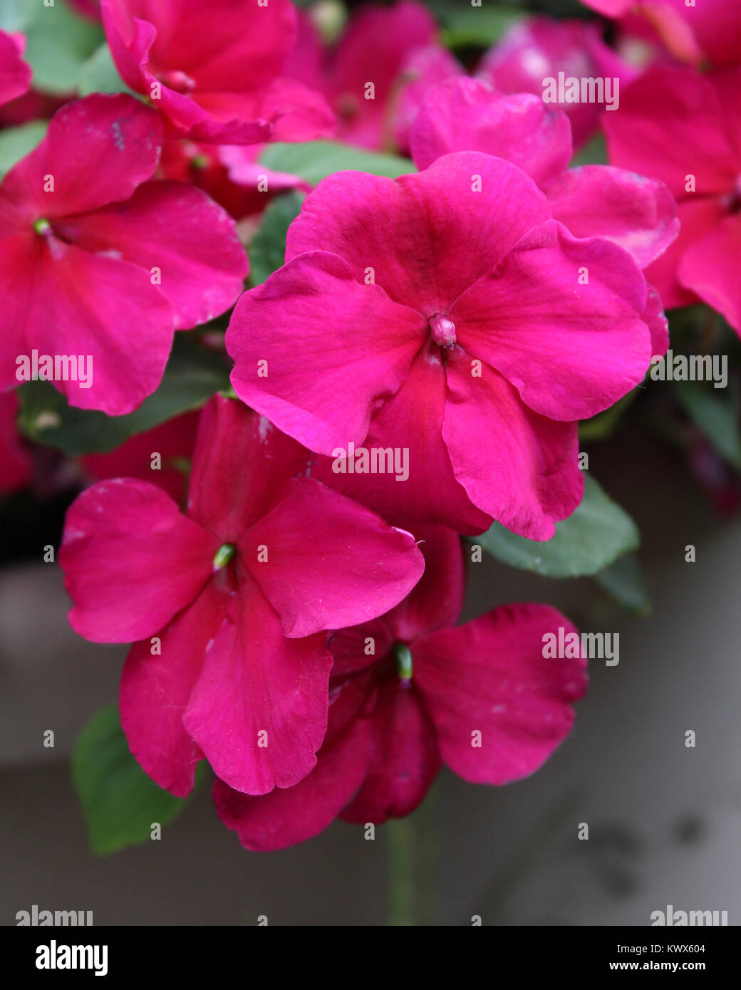 The vibrant pink flowers of the popular summer bedding plant Impatiens walleriana also known as Busy Lizzie or balsam. Stock Photo