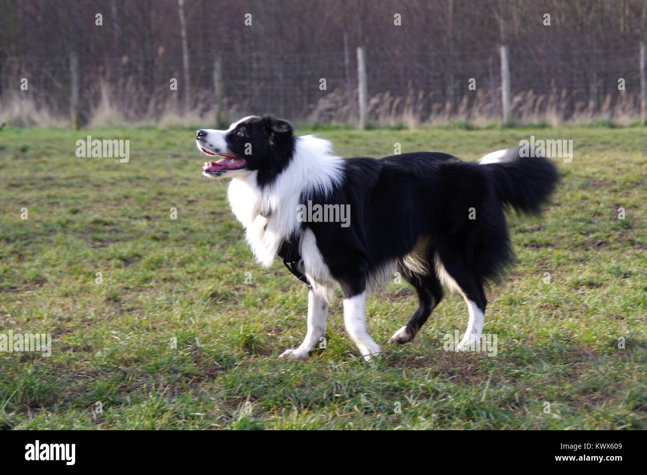 Happy Border Collie on grass. Young attentive dog is running on the meadow. Stock Photo