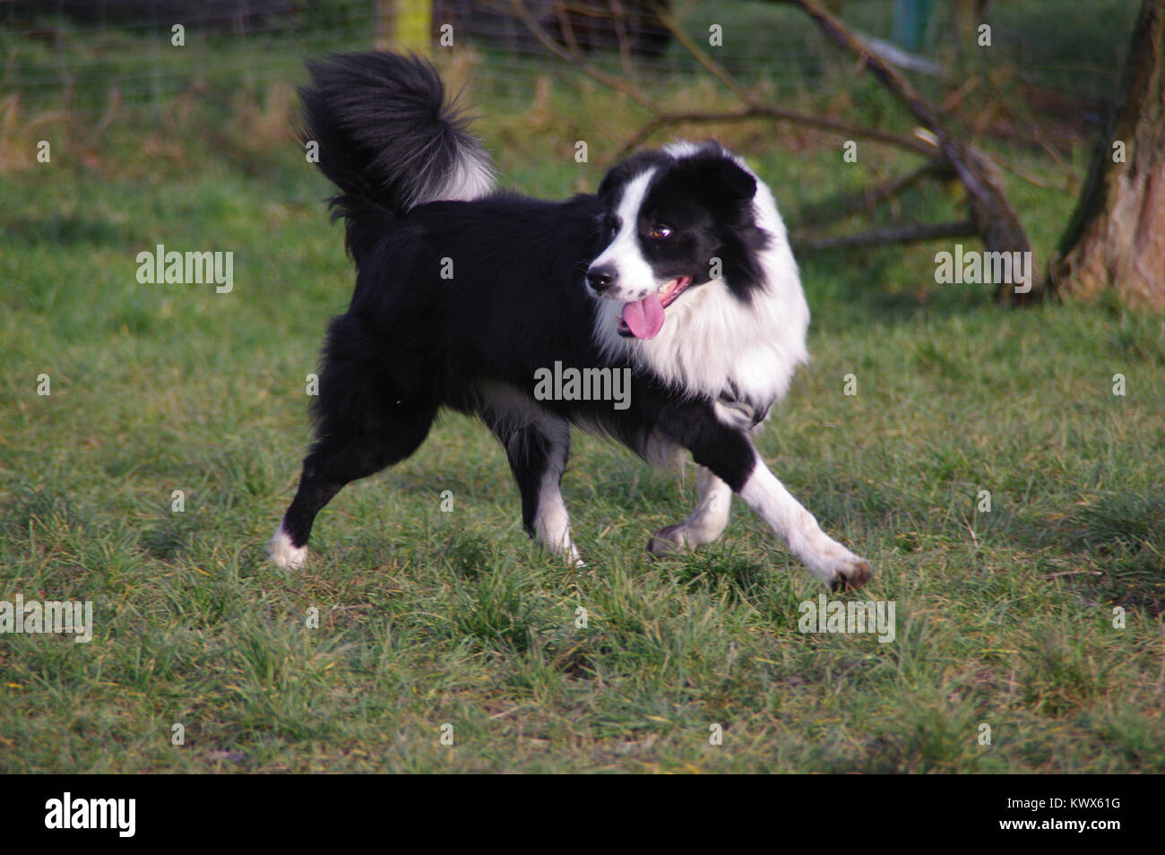Young attentive dog is running on the meadow. Happy Border Collie on grass. Long languor. Stock Photo