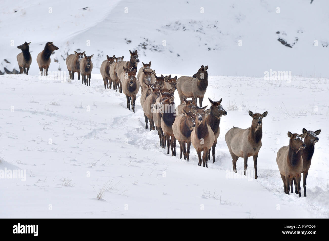 A herd of wild elk  ( Cervus canadensis), traveling through the deep snow near Cadomin Alberta Canada Stock Photo