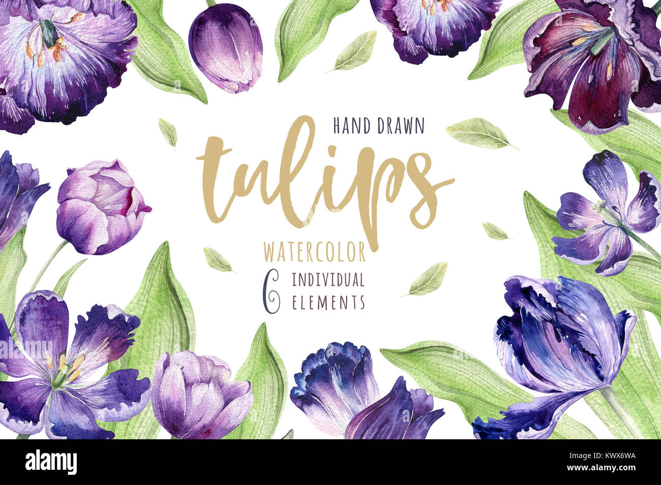 Watercolor floral tulip backgraund. Isolated spring illustration ...
