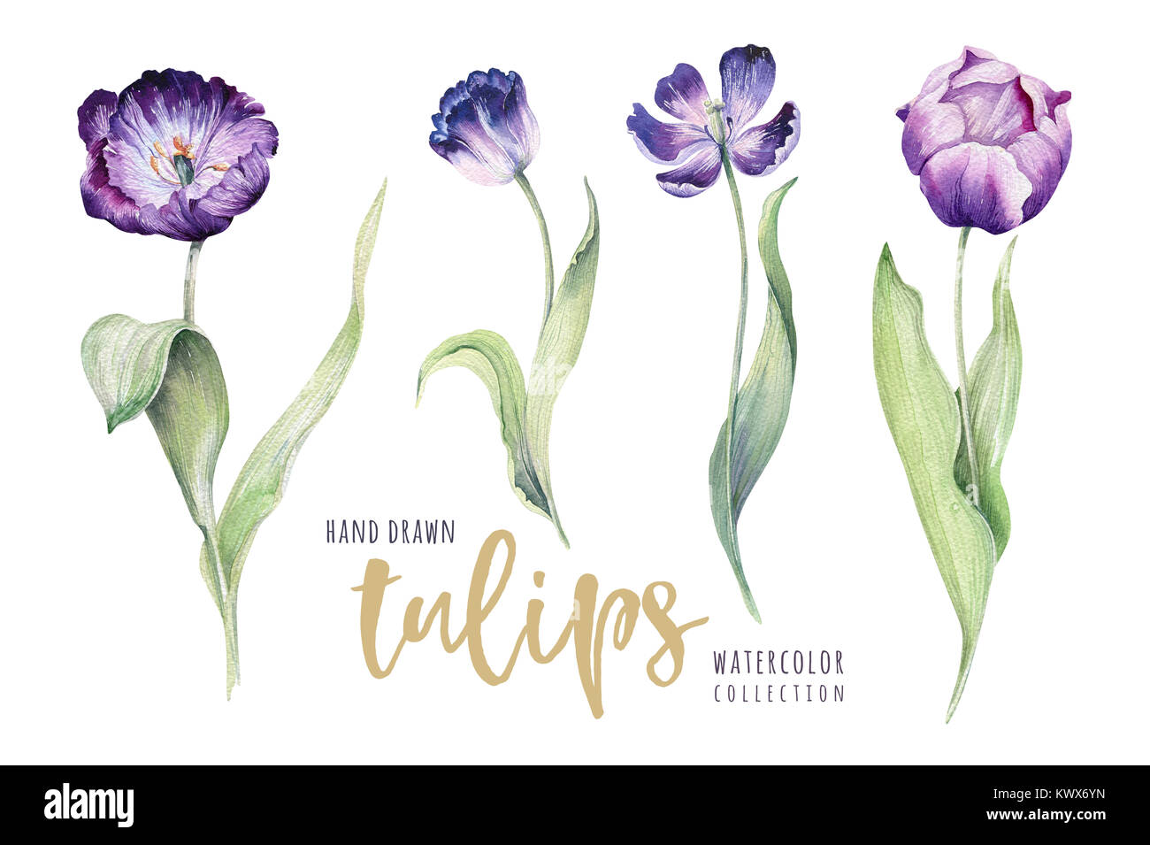 Watercolor floral tulip backgraund. Isolated spring illustration ...