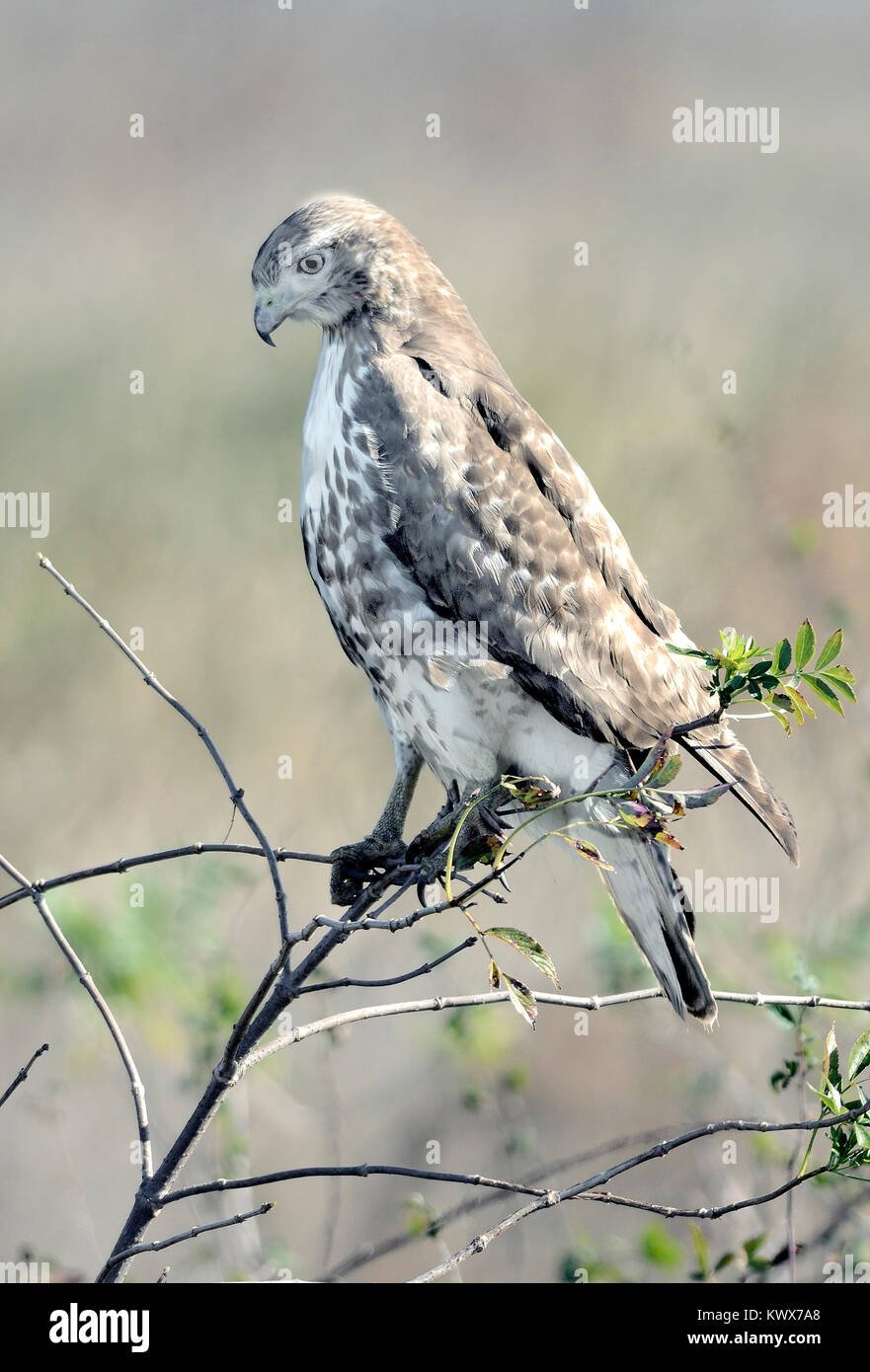 A Red Tailed Hawk - Buteo jamaicensis, perched on a branch, pictured against a blurred background. Stock Photo
