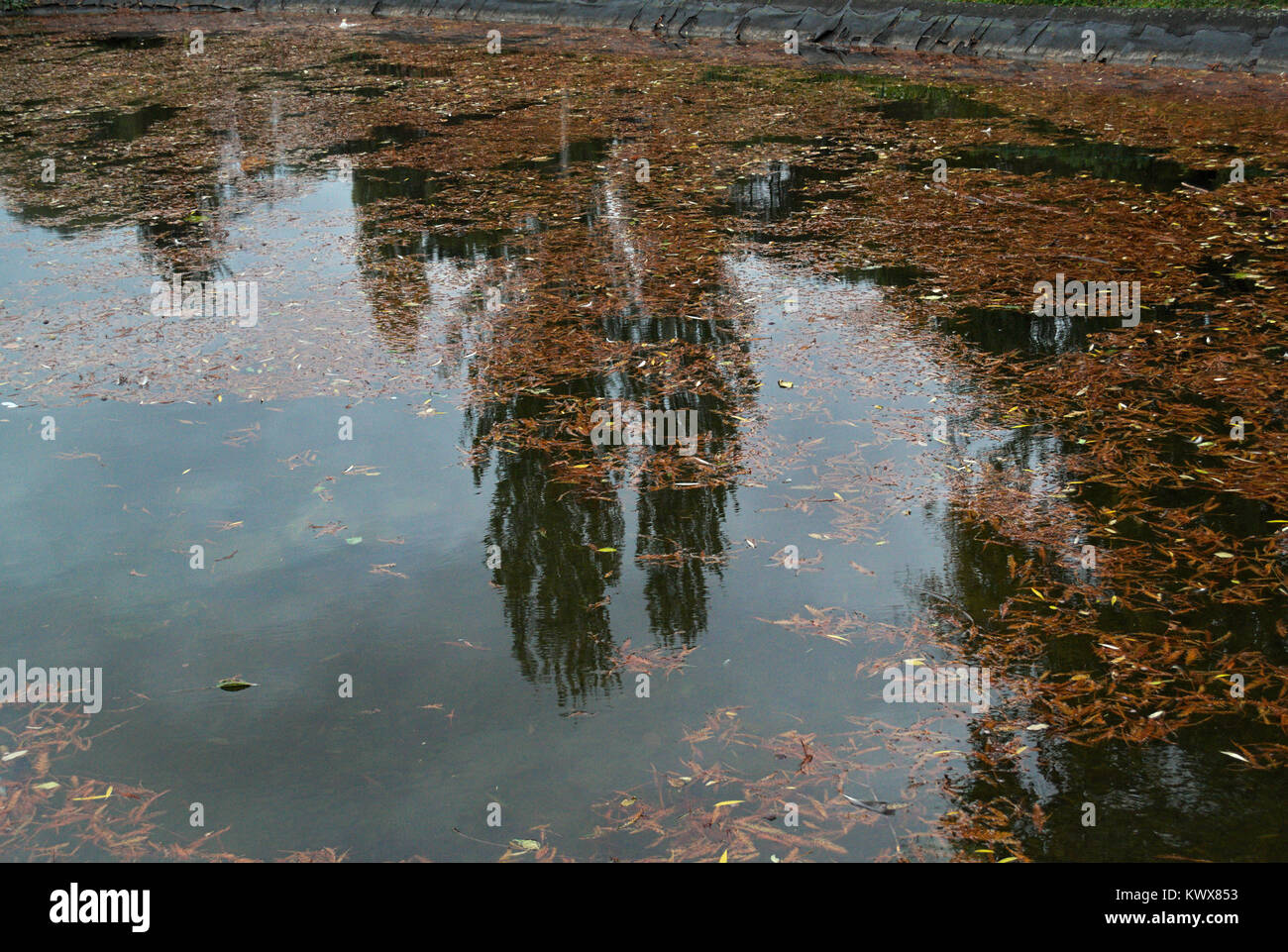 Reflection of trees in lake, with fallen leaves in it Stock Photo - Alamy