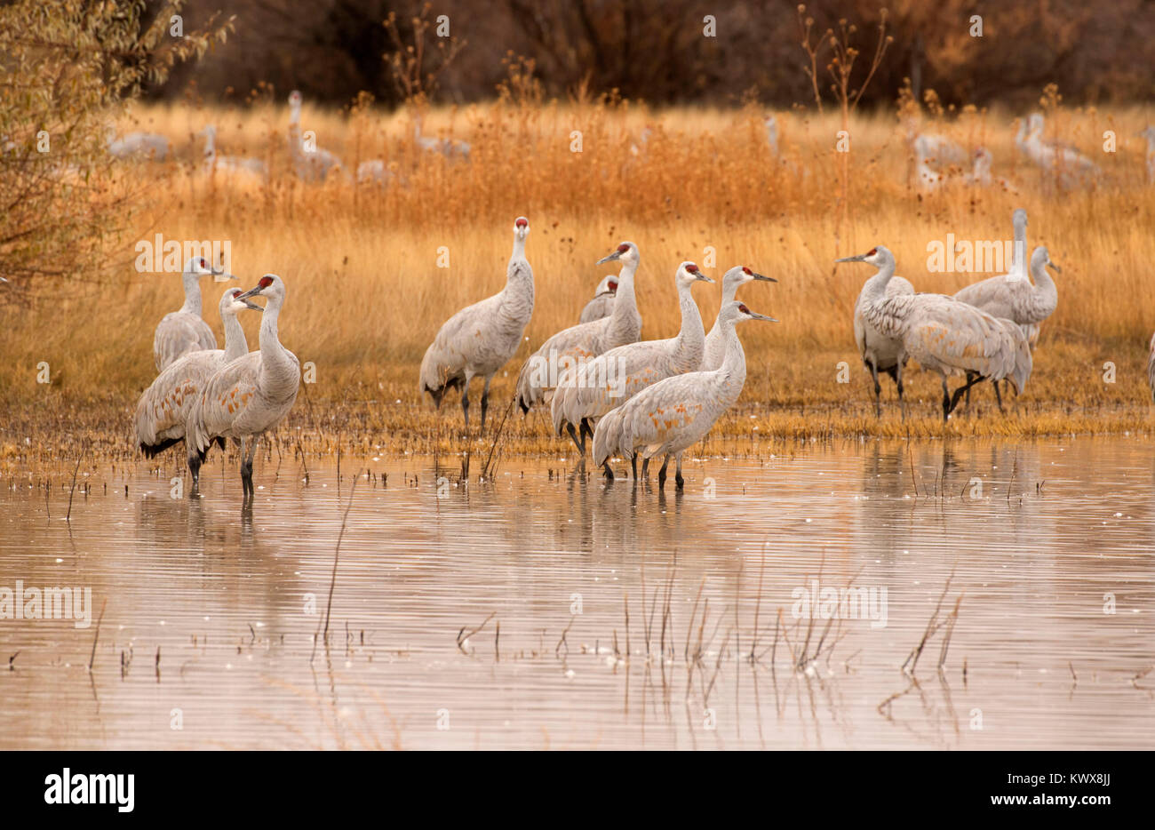 Sandhill crane on pond, Bernardo Wildlife Management Area, New Mexico Stock Photo