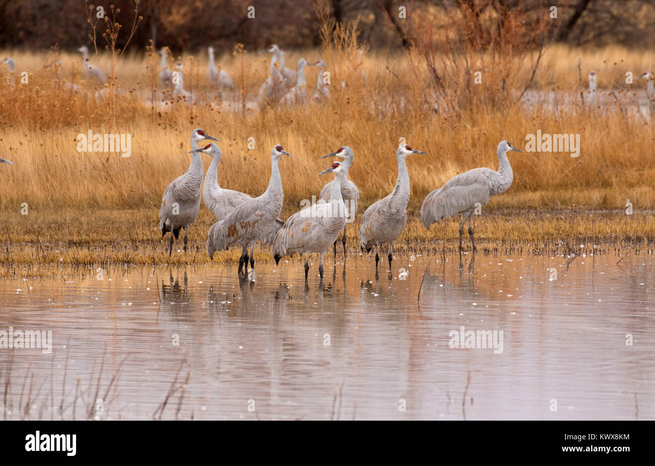 Sandhill crane on pond, Bernardo Wildlife Management Area, New Mexico Stock Photo