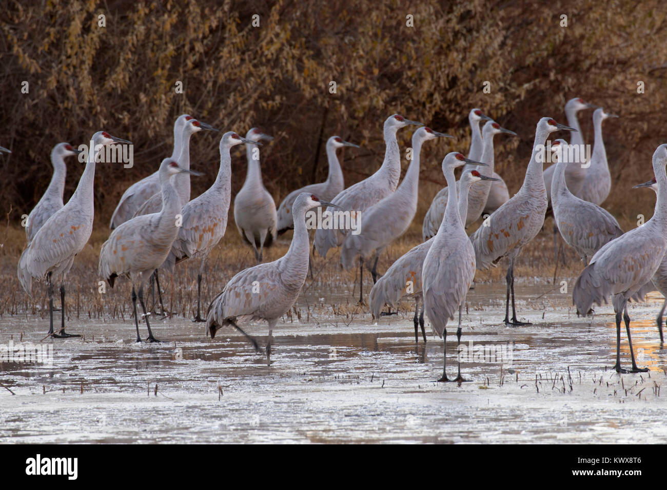 Sandhill crane on pond, Bernardo Wildlife Management Area, New Mexico