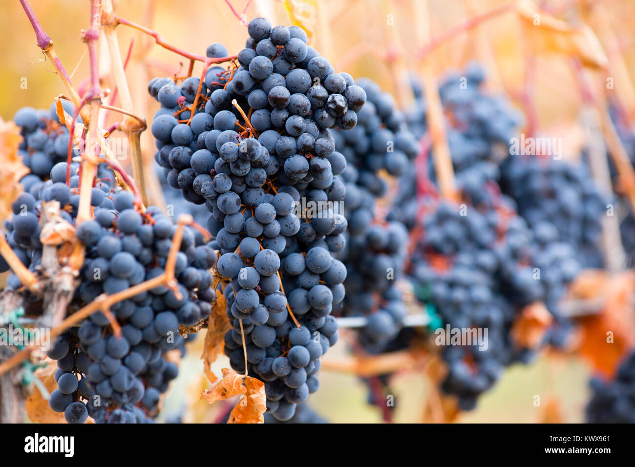 Shiraz wine grapes hires stock photography and images Alamy