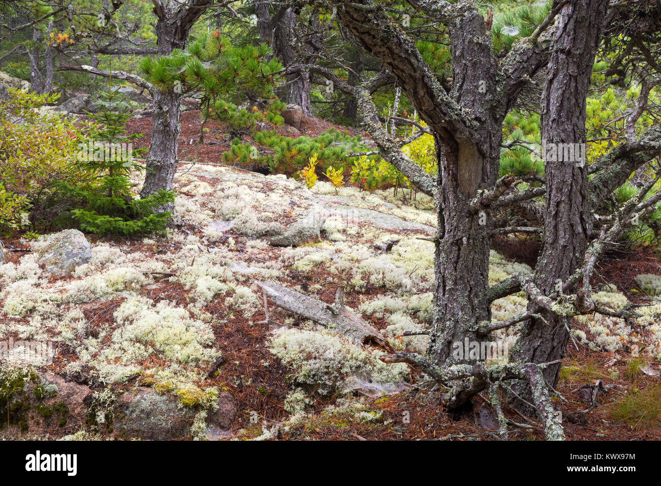 Evergreens and moss creating abstract patterns, shapes, and colors along the Otter Cove Trail. Acadia National Park, Maine Stock Photo