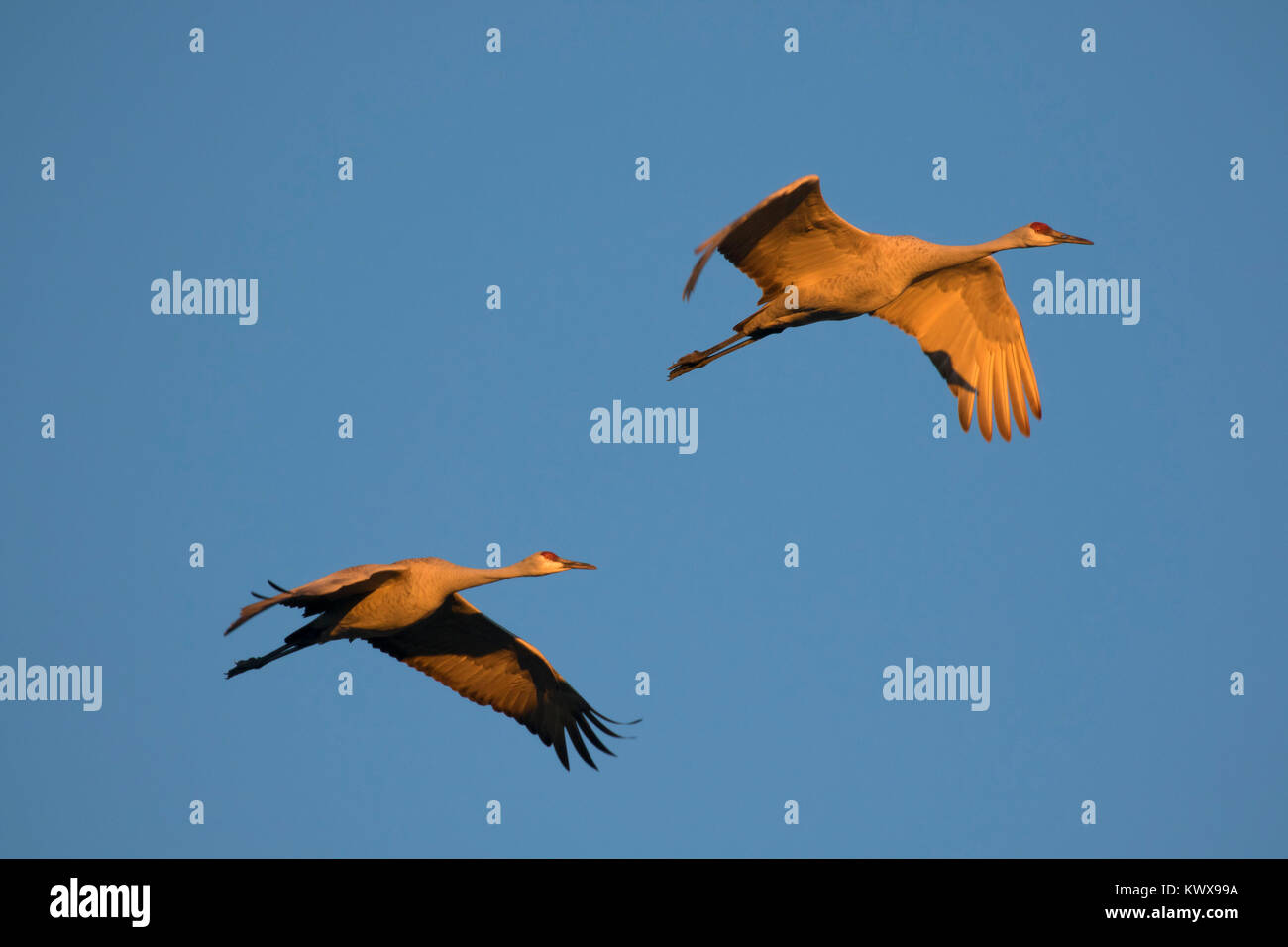 Sandhill cranes in flight, Bernardo Wildlife Management Area, New Mexico Stock Photo