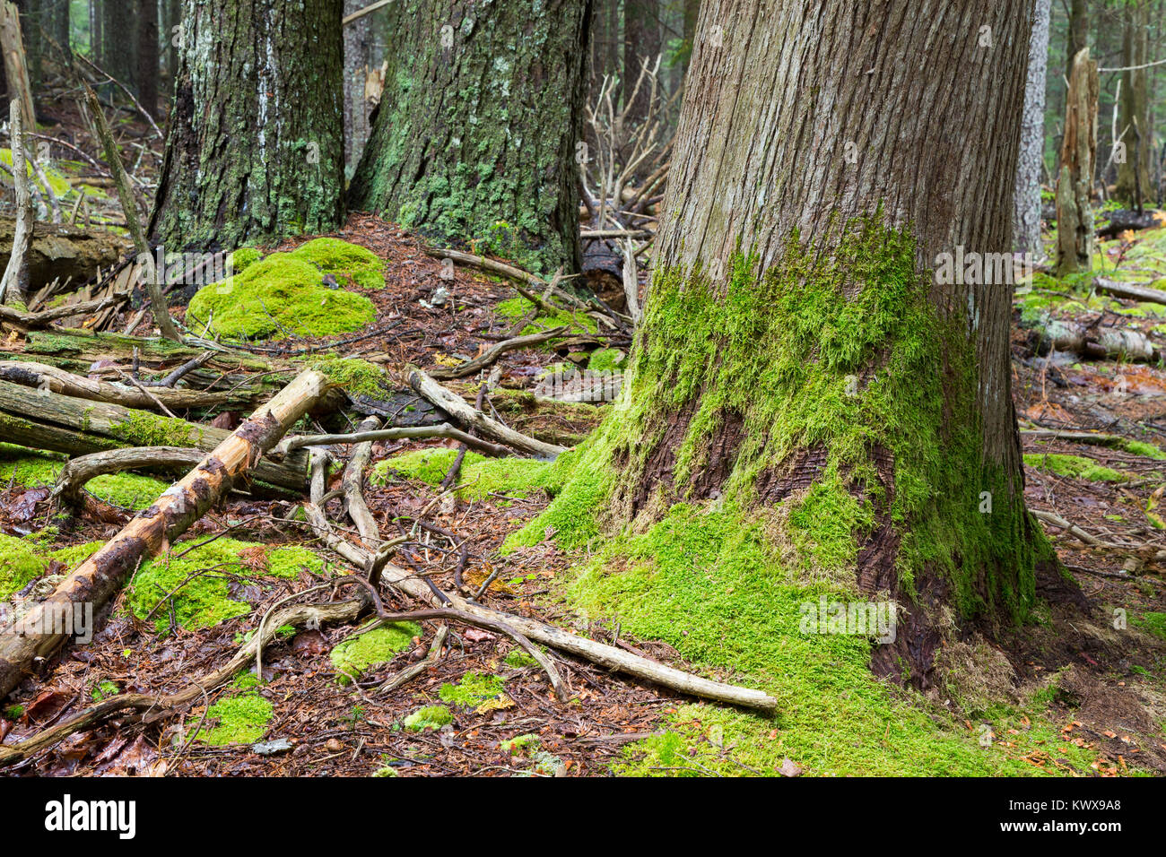 Moss growing on the forest floor and tree trunks along the Otter Cove Trail. Acadia National Park, Maine Stock Photo